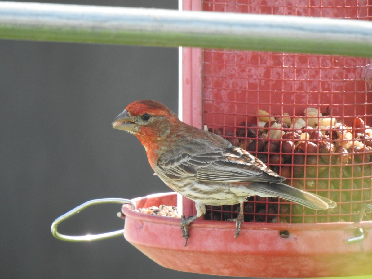 House Finch - ML638355828