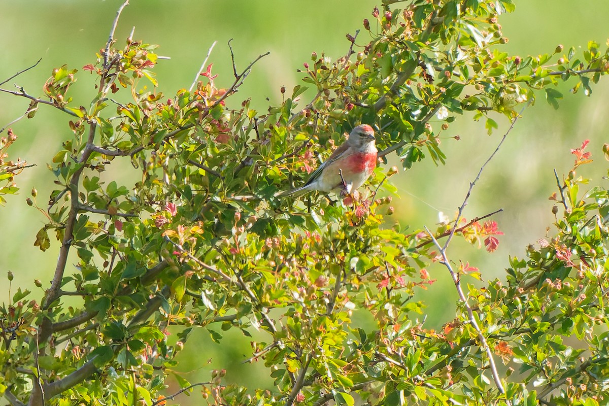 Eurasian Linnet - ML638355829