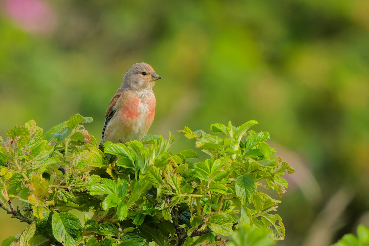 Eurasian Linnet - ML638355830