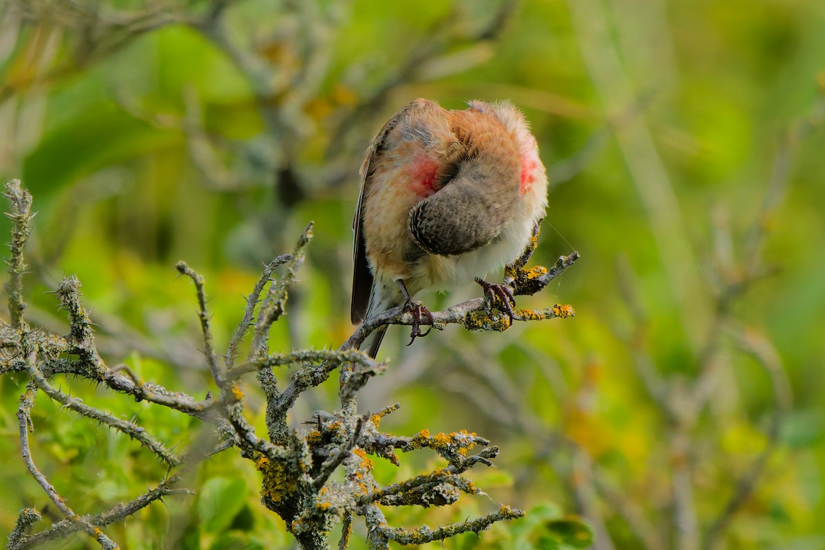 Eurasian Linnet - ML638355831