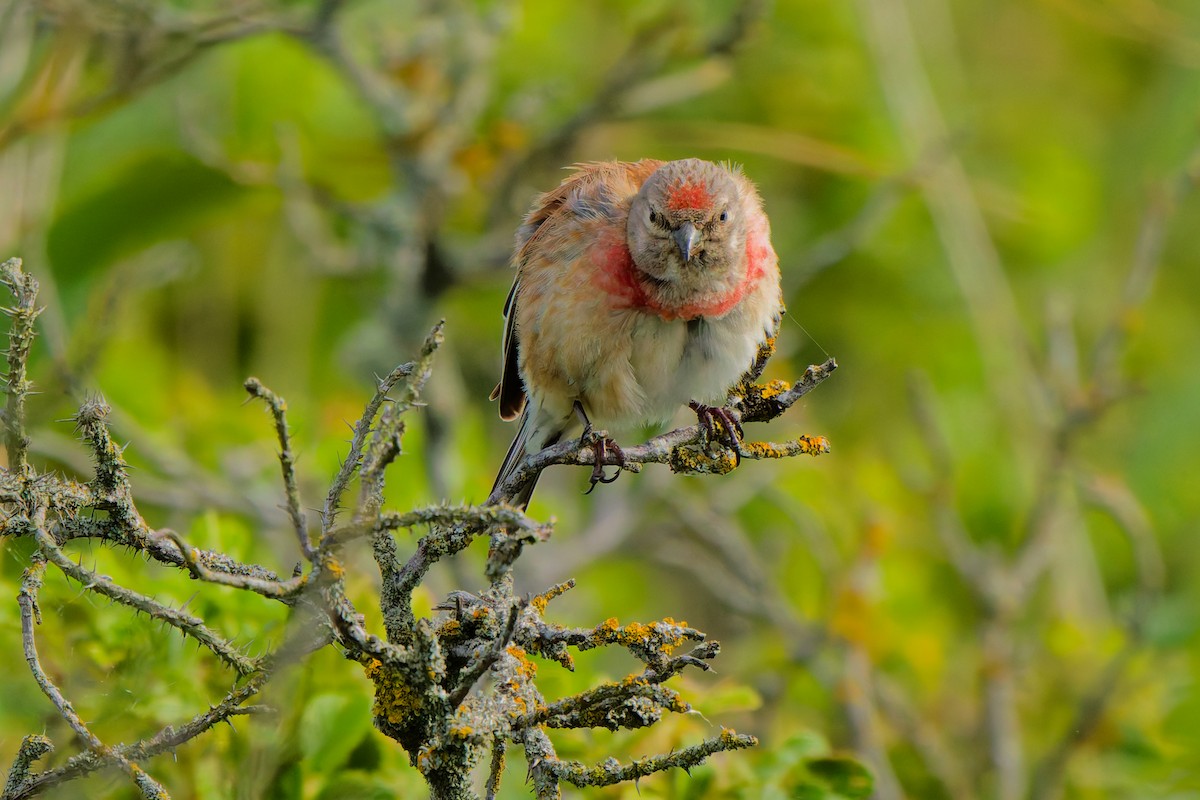 Eurasian Linnet - ML638355832