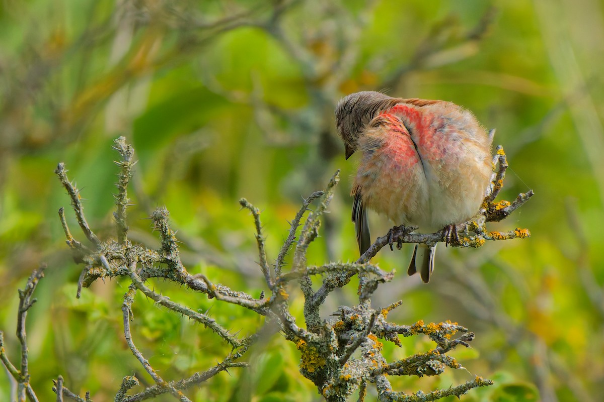 Eurasian Linnet - ML638355833