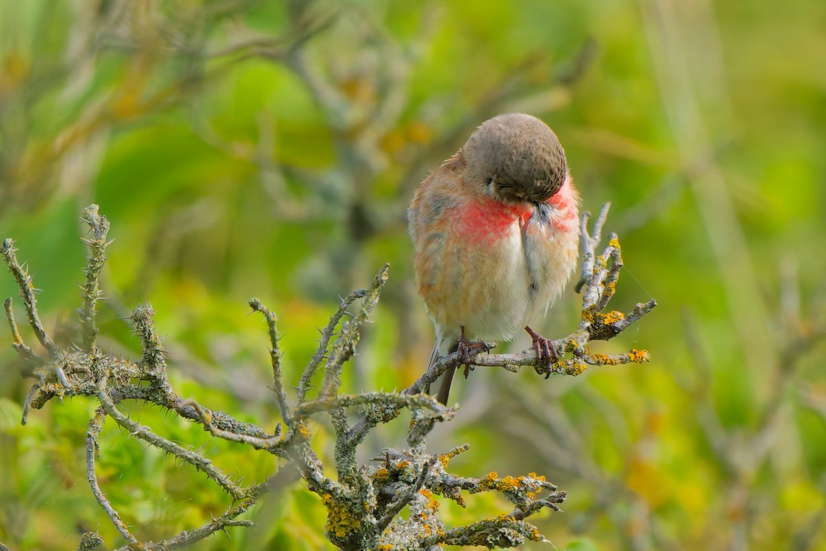 Eurasian Linnet - ML638355834
