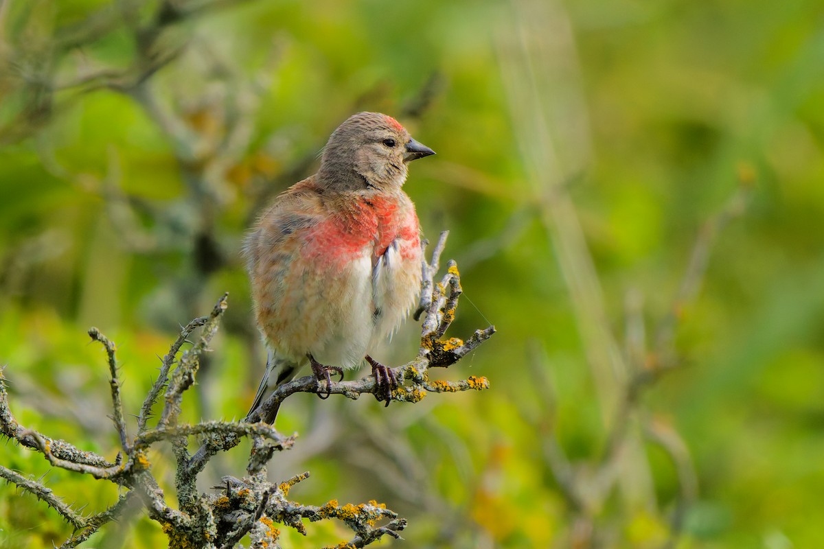 Eurasian Linnet - ML638355835
