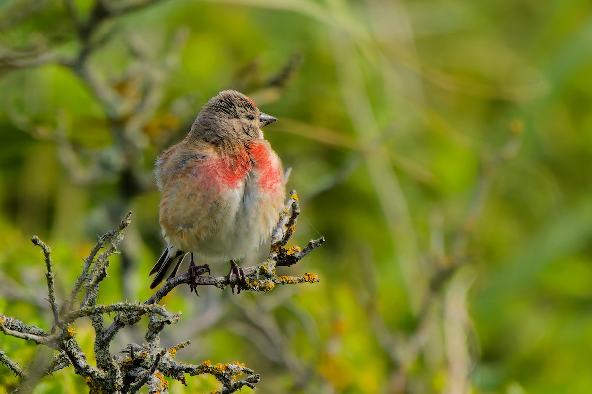 Eurasian Linnet - ML638355836