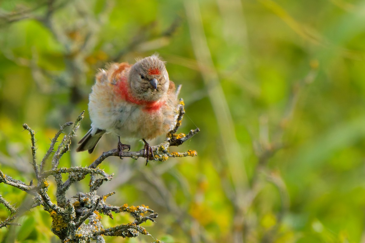 Eurasian Linnet - ML638355838