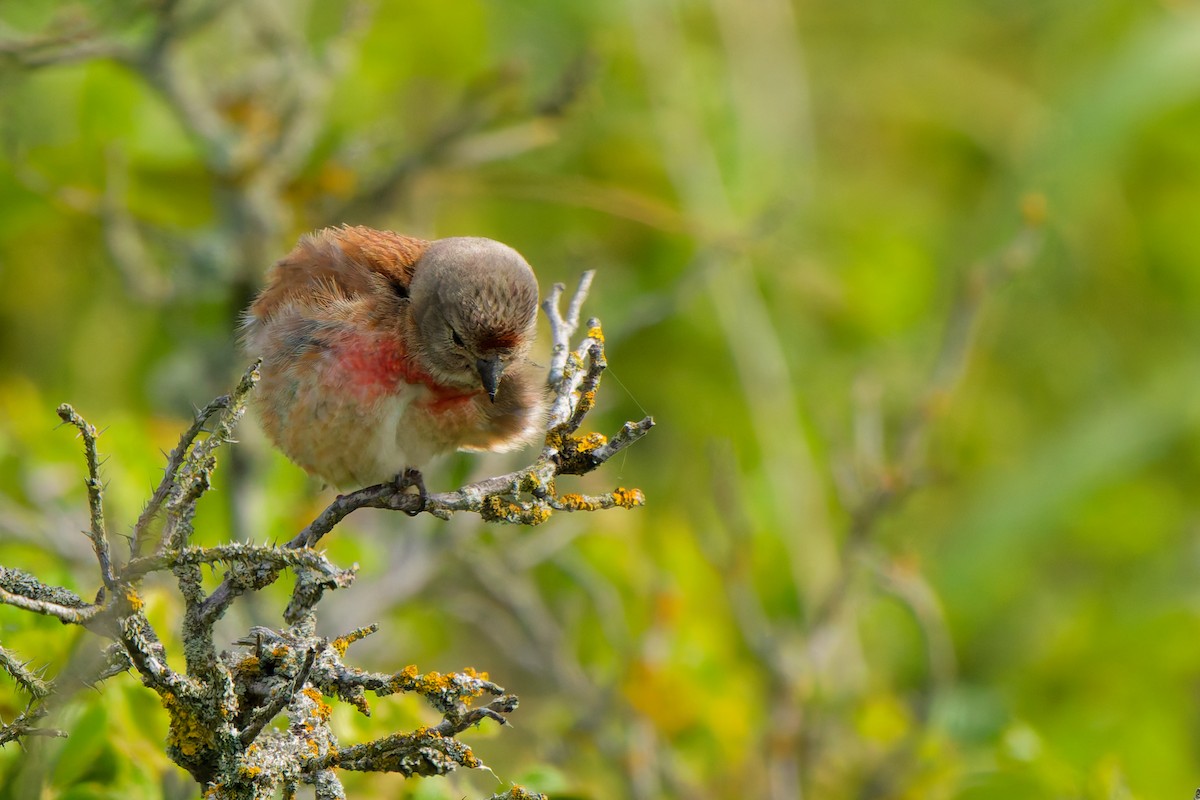 Eurasian Linnet - ML638355839