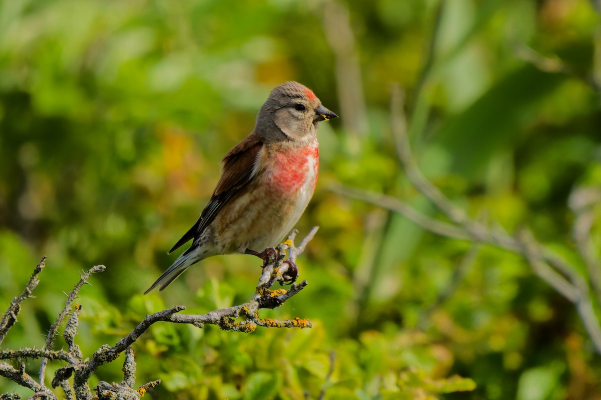 Eurasian Linnet - ML638355840