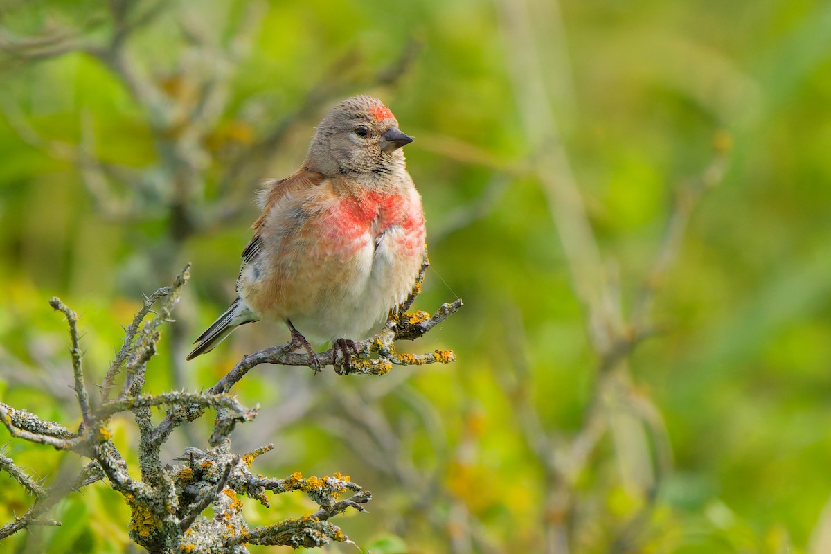 Eurasian Linnet - ML638355841