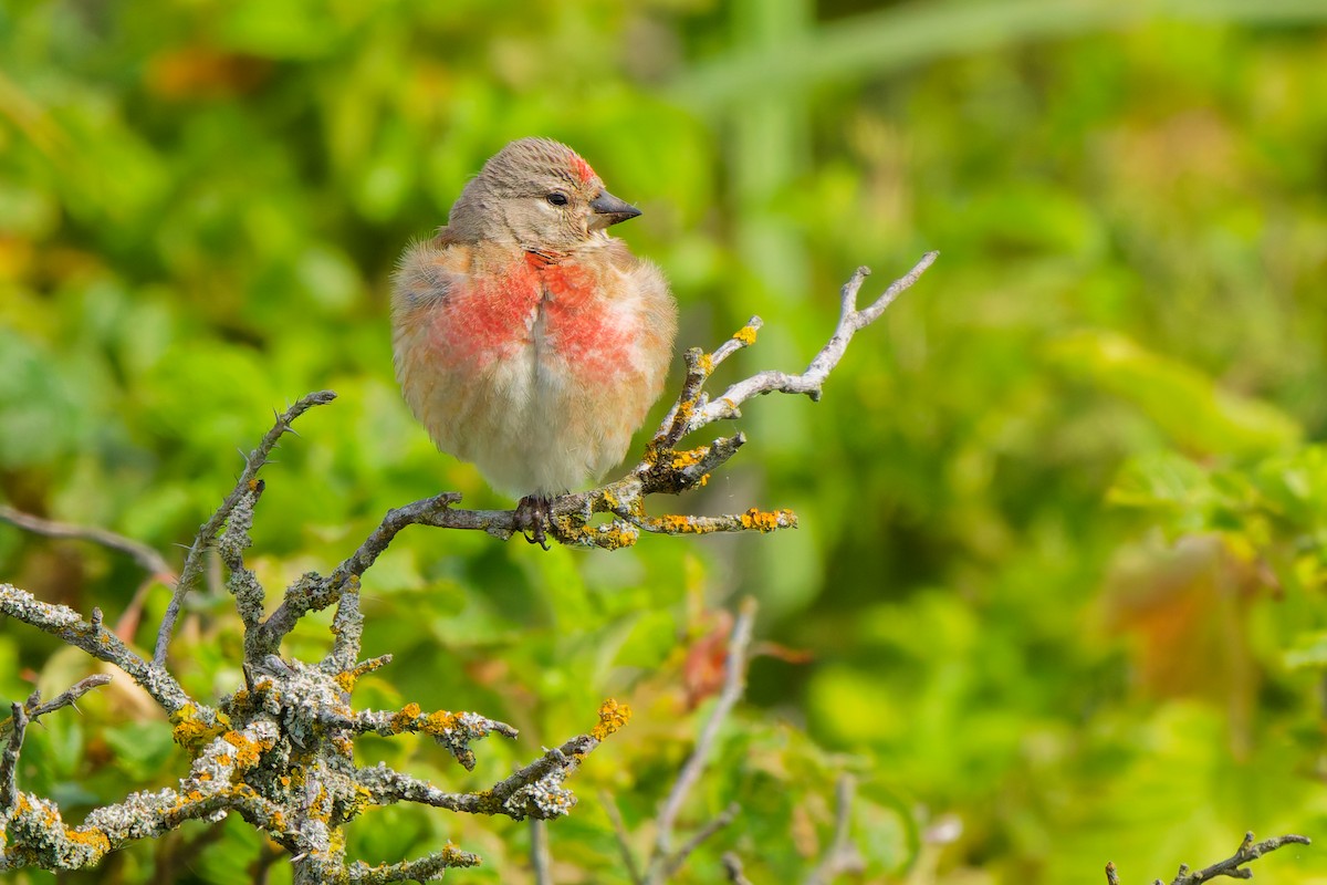 Eurasian Linnet - ML638355842