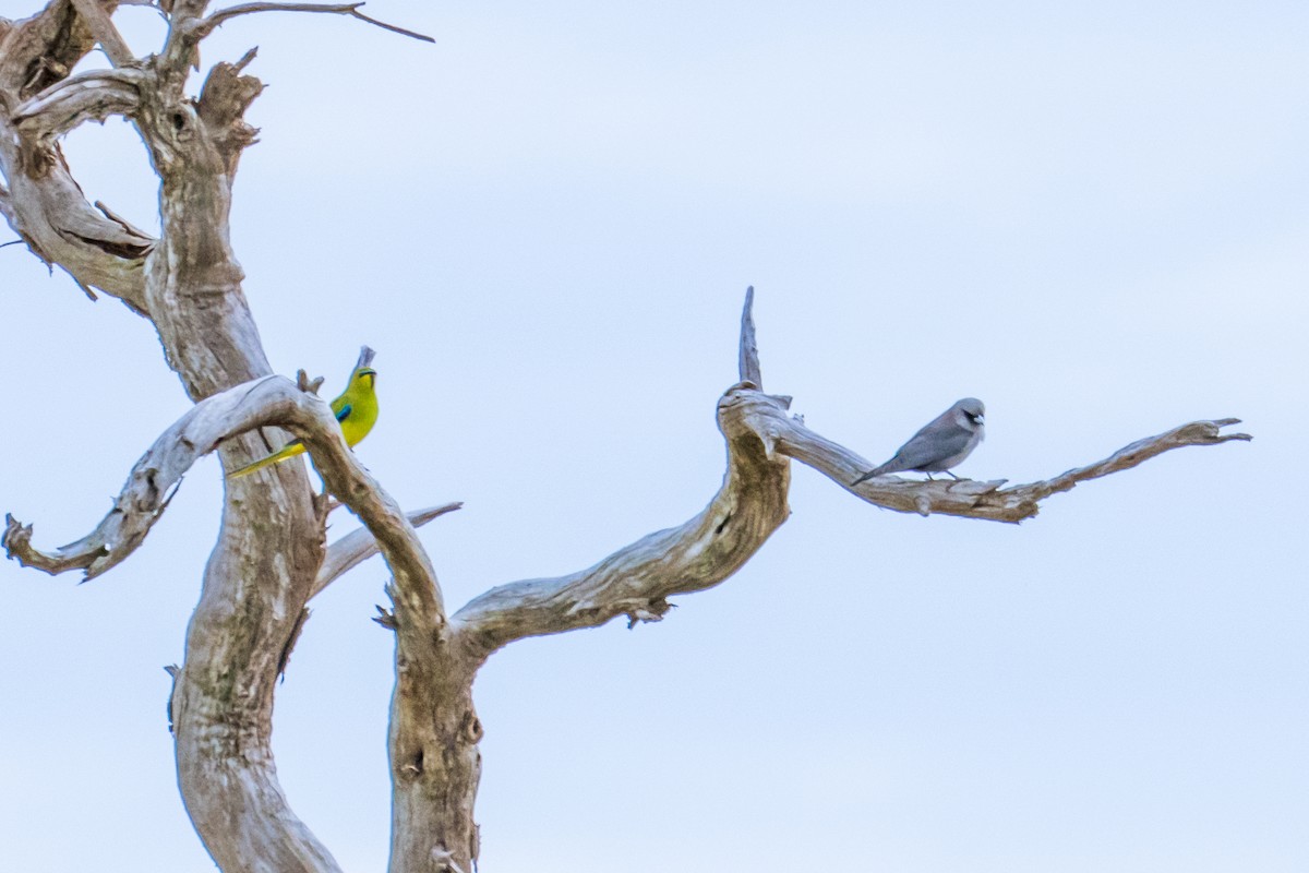 Black-faced Woodswallow - ML638355848