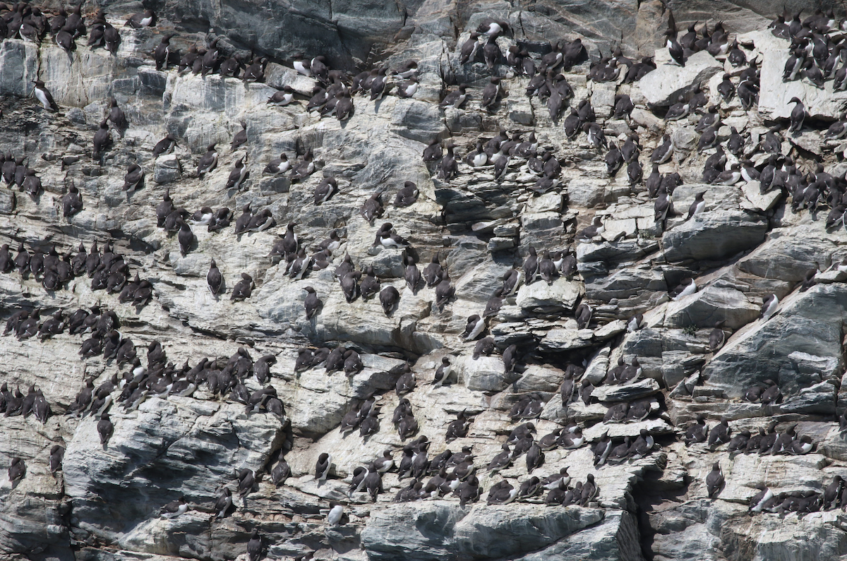 Common Murre - ML638355850
