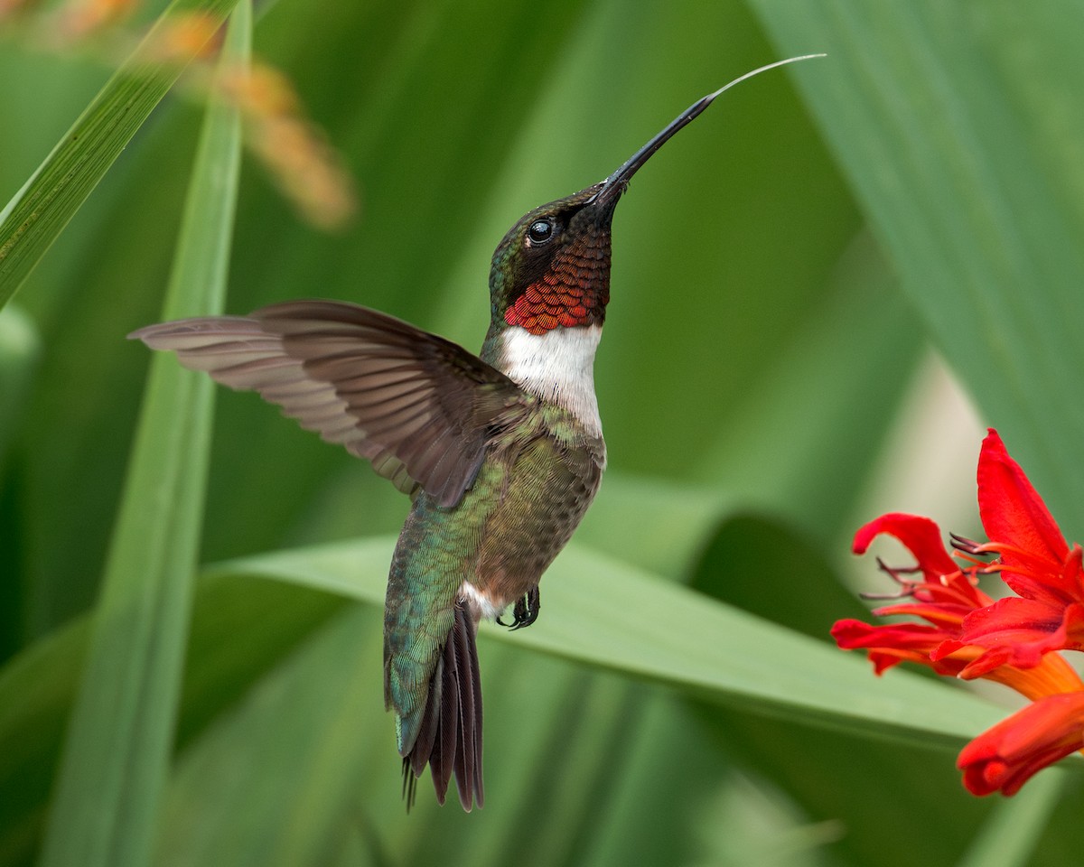Ruby-throated Hummingbird - ML638355851