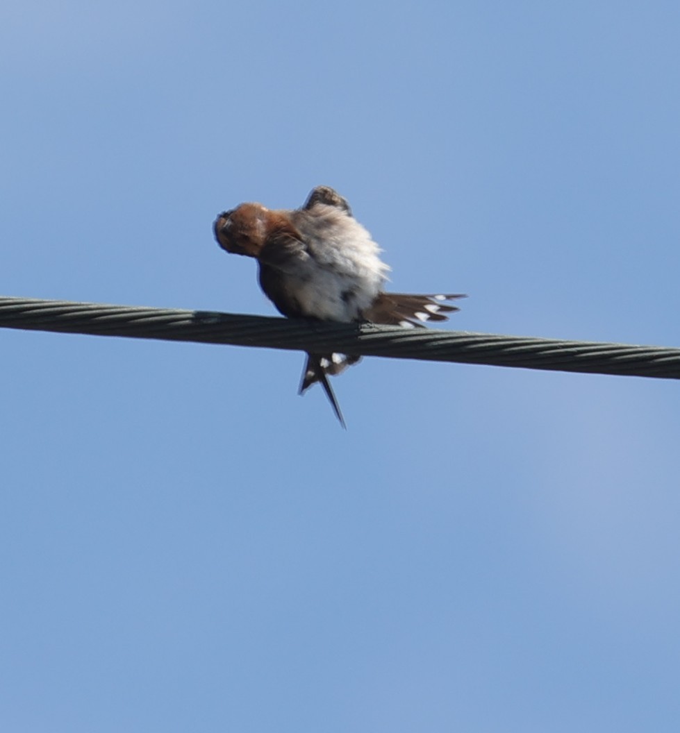 Pacific Swallow - ML638355852