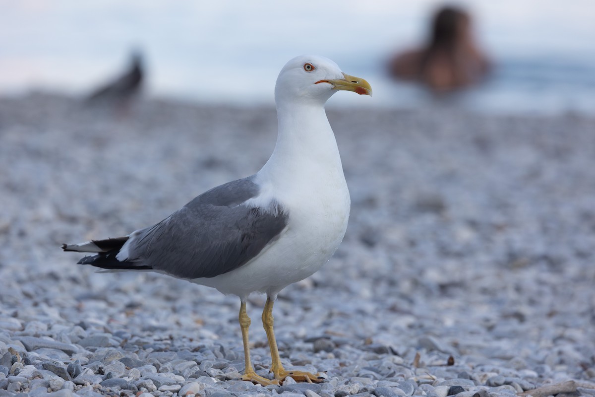 Yellow-legged Gull - ML638355855