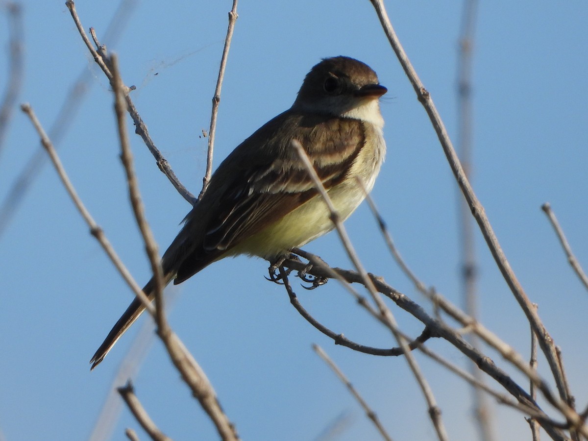Willow Flycatcher - ML638355856