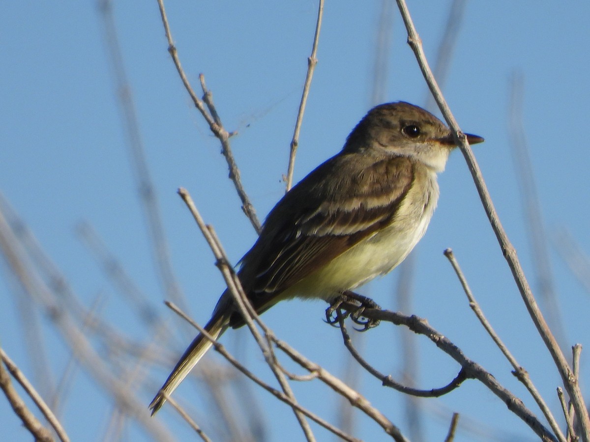 Willow Flycatcher - ML638355857
