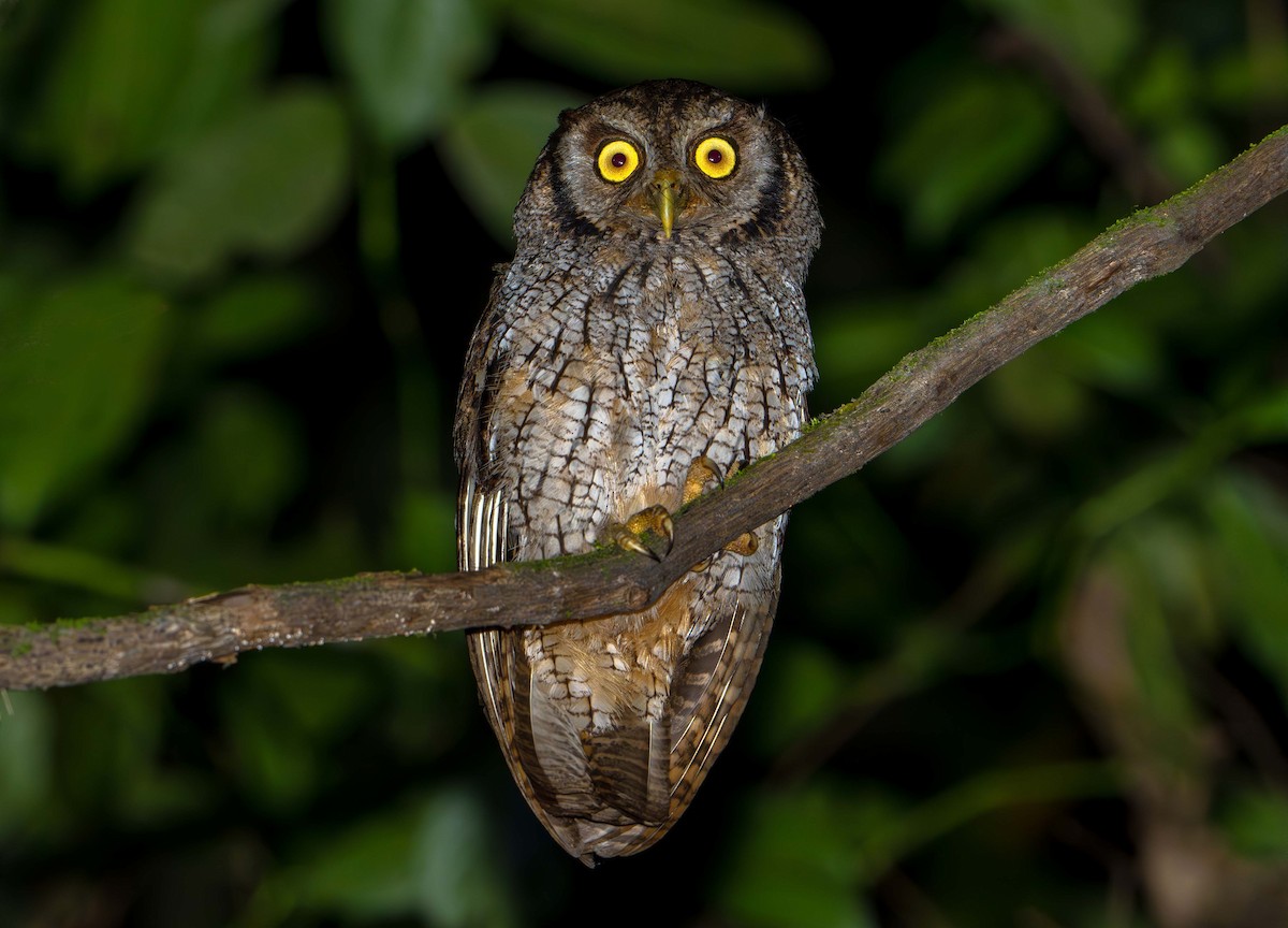 Tropical Screech-Owl - ML638355863