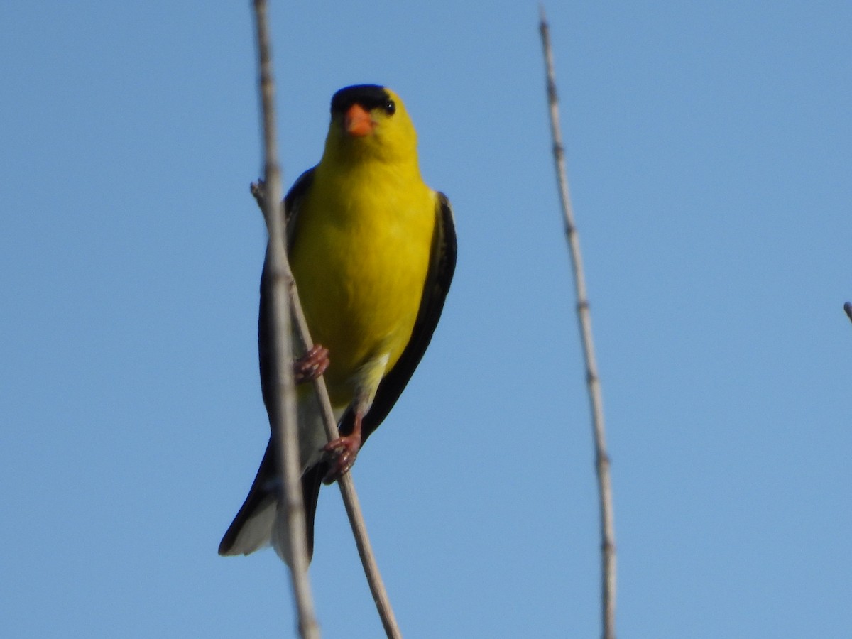 American Goldfinch - ML638355865