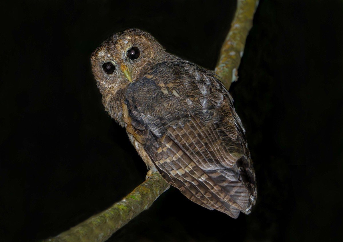 Mottled Owl - ML638355866