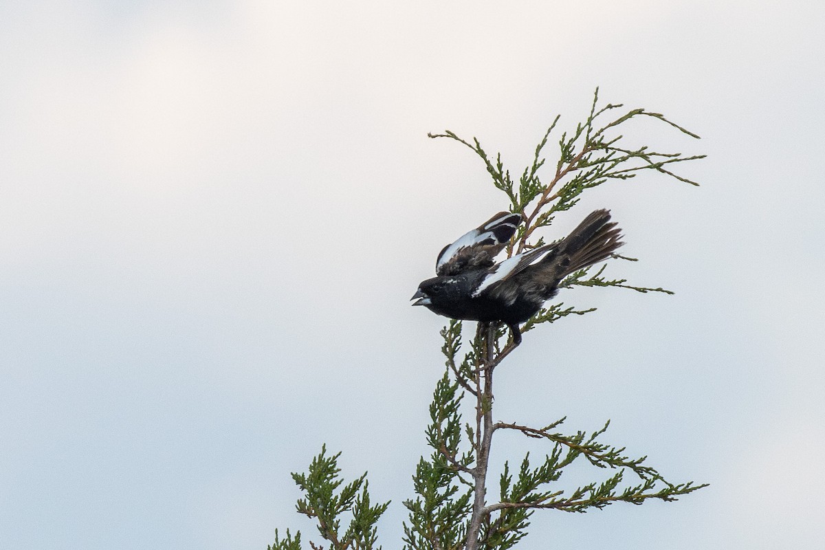 Lark Bunting - ML638355868