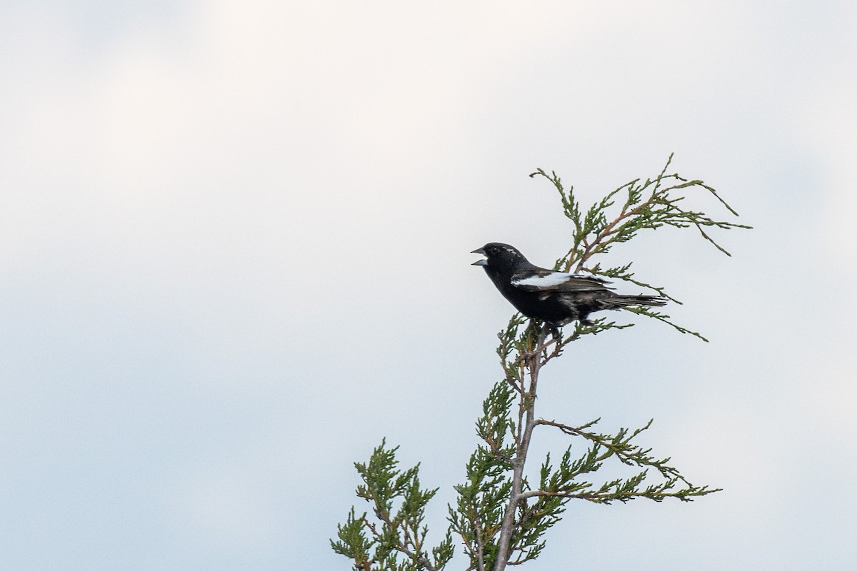 Lark Bunting - ML638355869