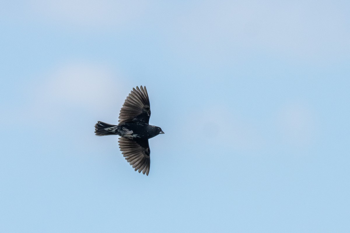 Lark Bunting - ML638355870