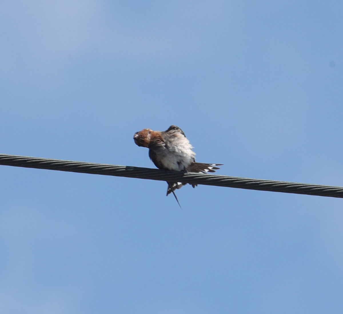 Pacific Swallow - ML638355871