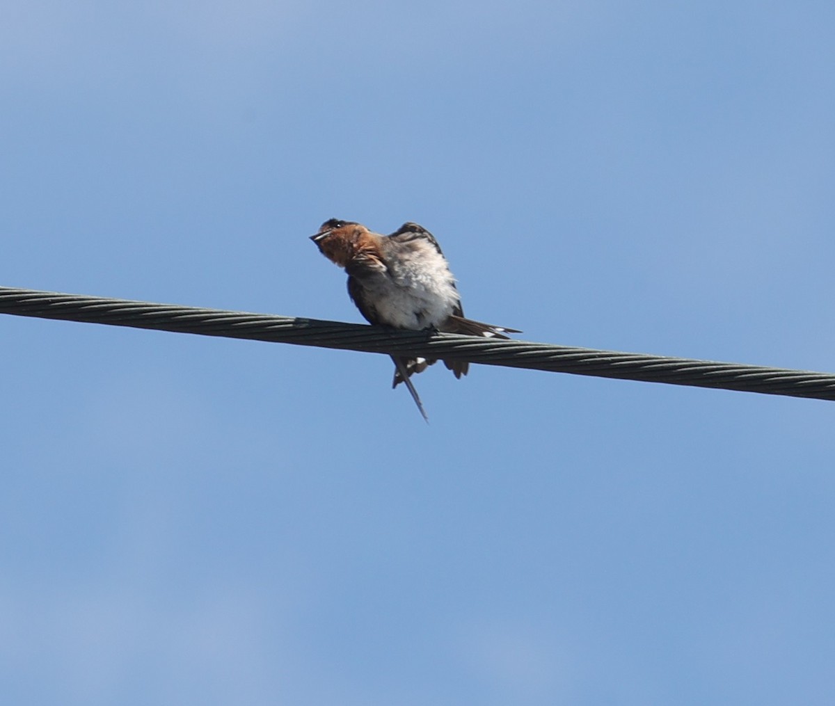 Pacific Swallow - ML638355872