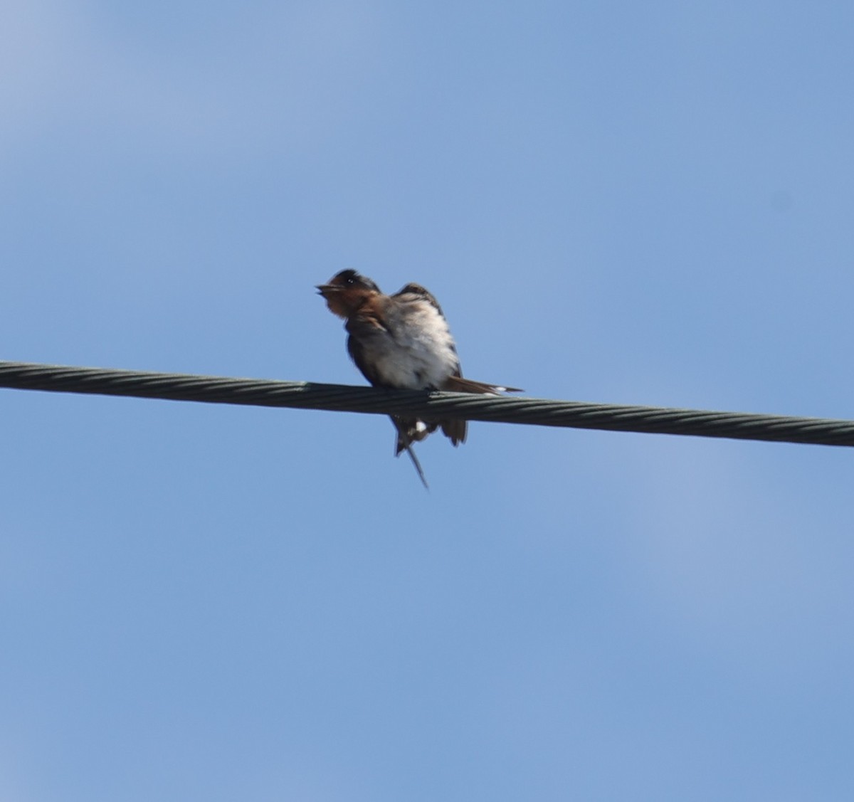 Pacific Swallow - ML638355873