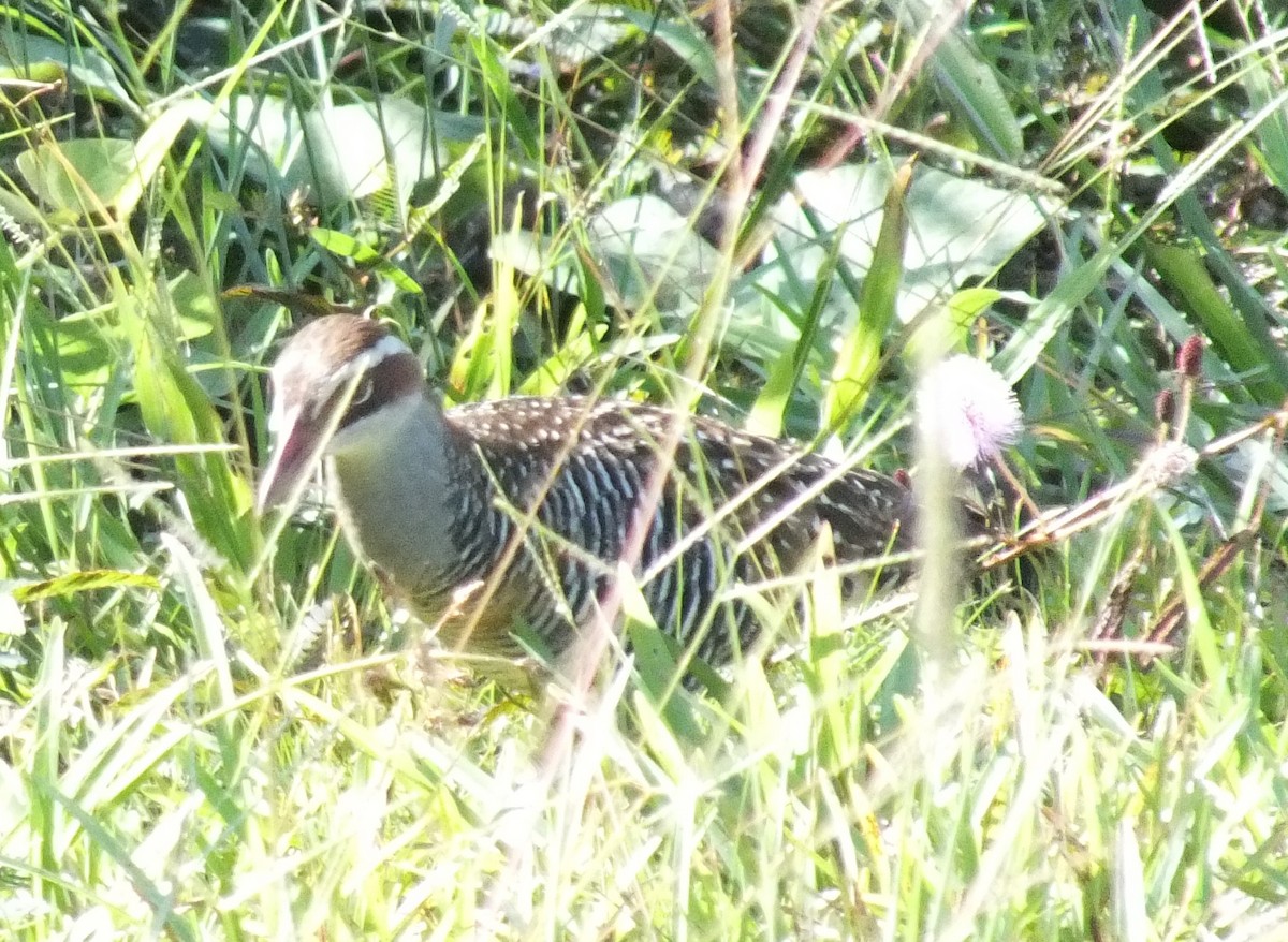 Buff-banded Rail - ML638355875