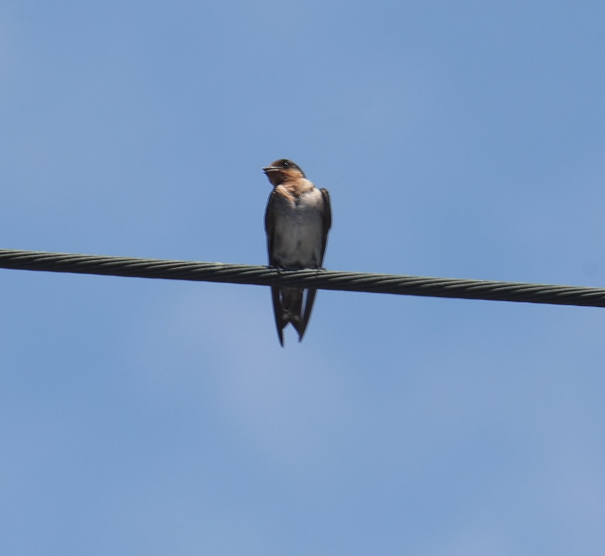 Pacific Swallow - ML638355876