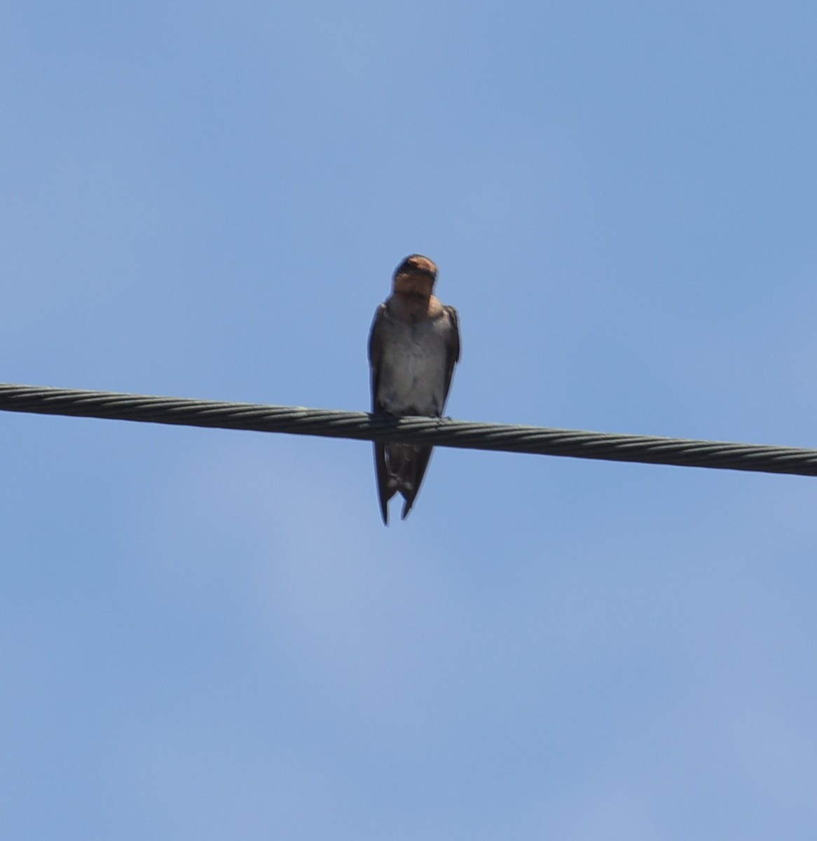 Pacific Swallow - ML638355877