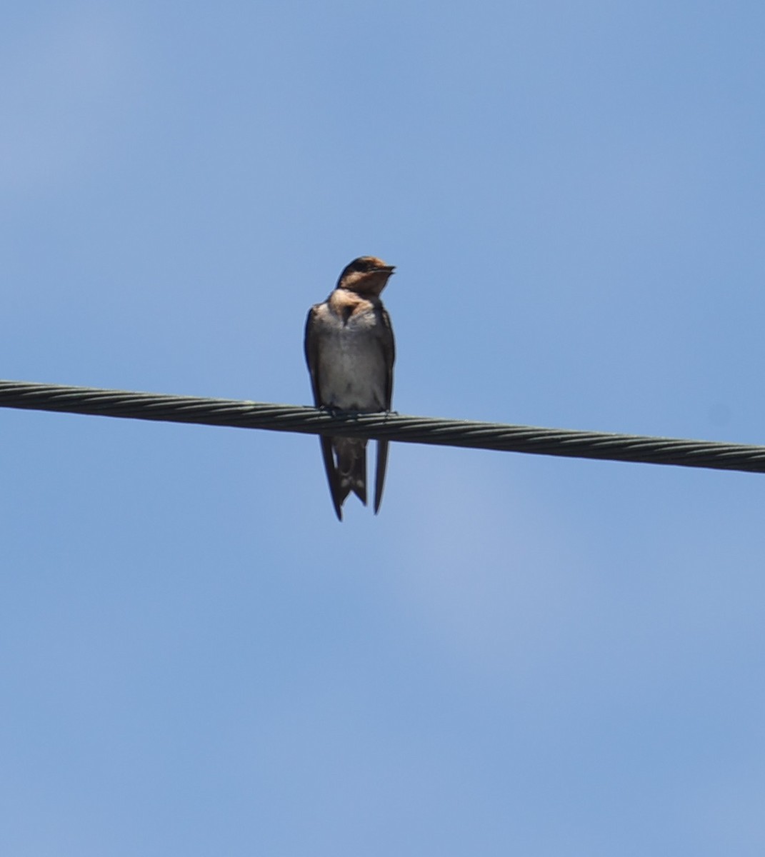 Pacific Swallow - ML638355878