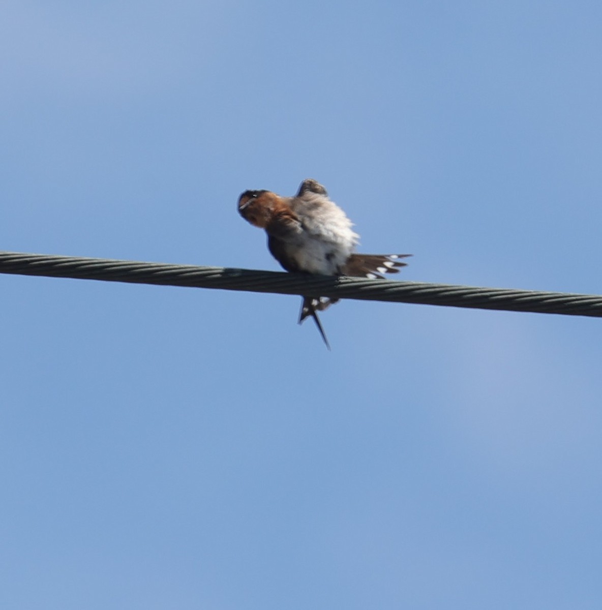 Pacific Swallow - ML638355879