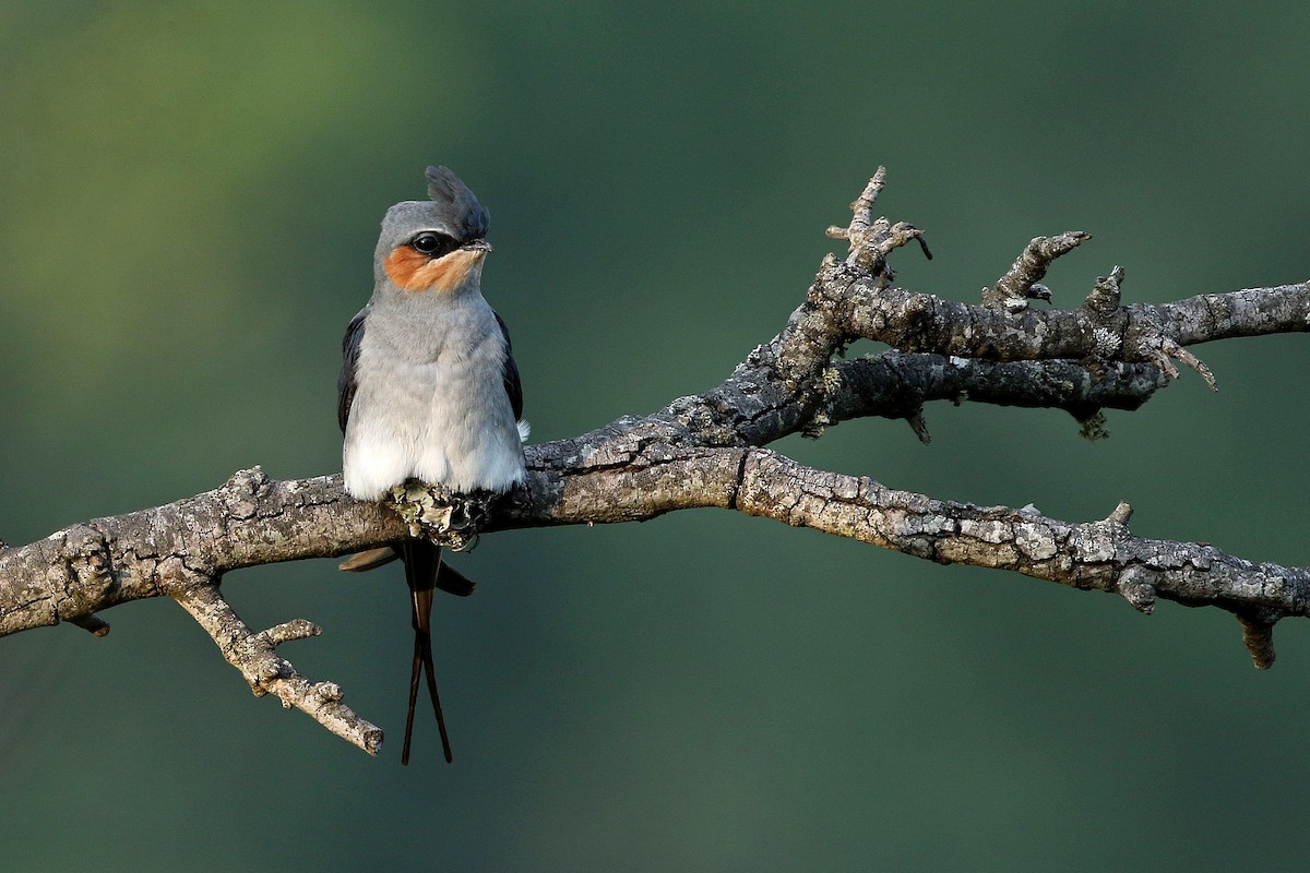 Crested Treeswift - ML638355880