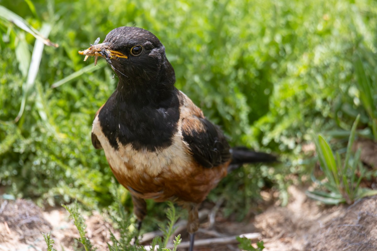 White-backed Thrush - ML638355892