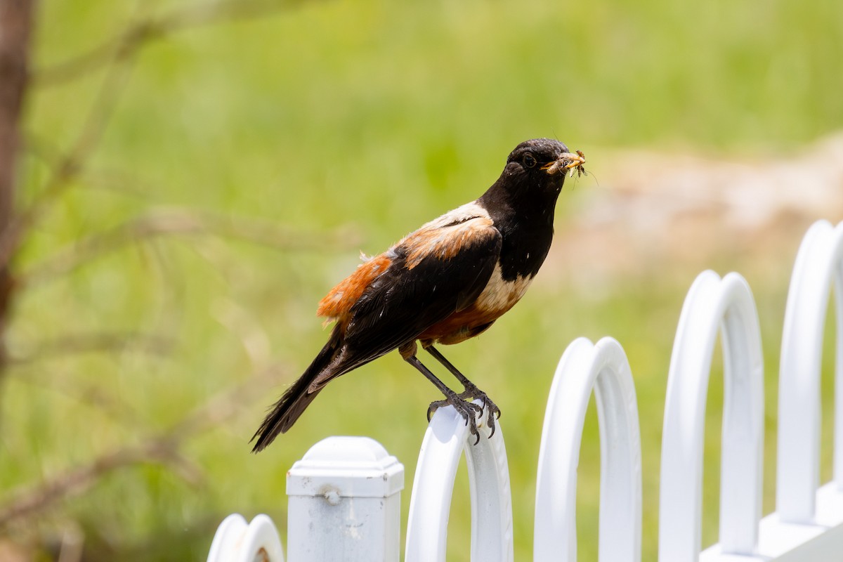 White-backed Thrush - ML638355893