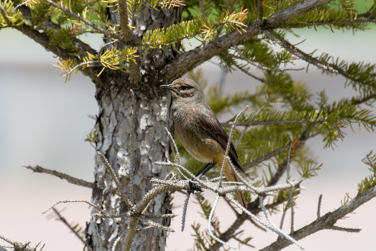 White-backed Thrush - ML638355894