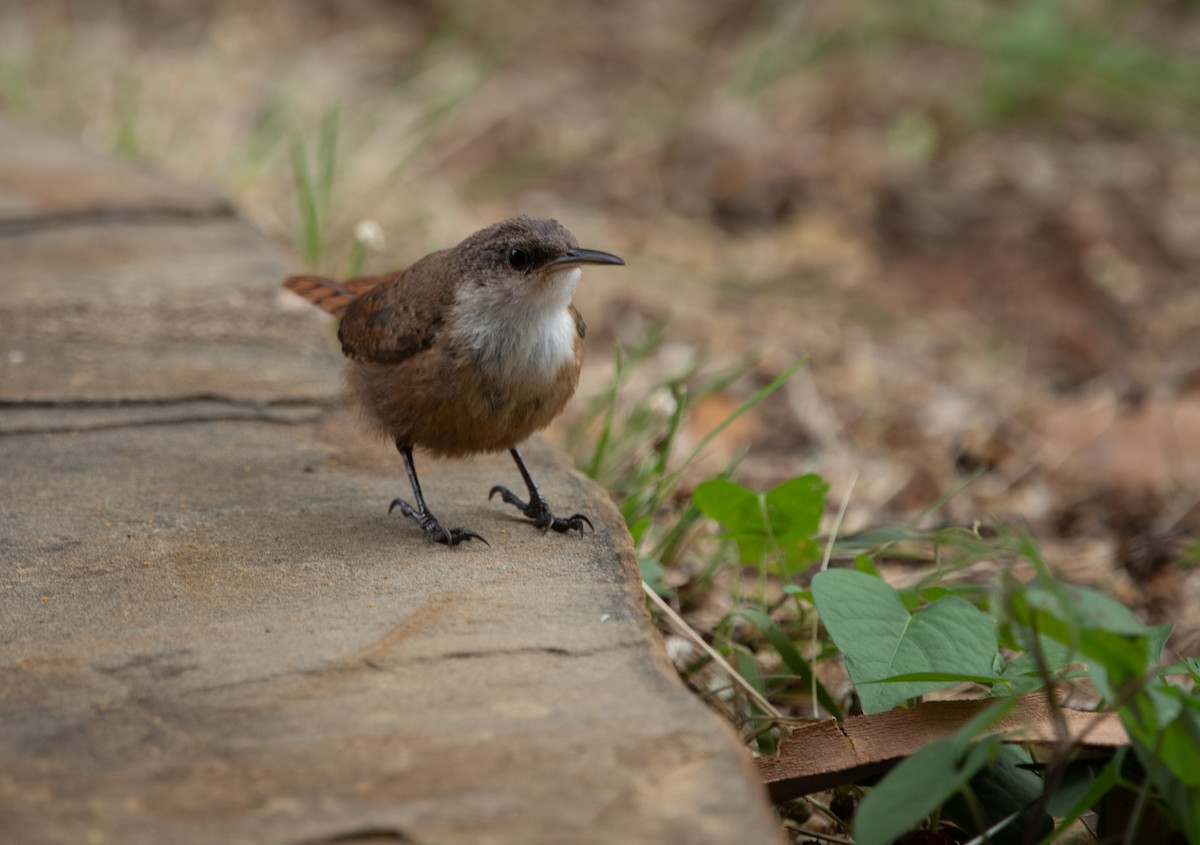 Canyon Wren - ML638355895