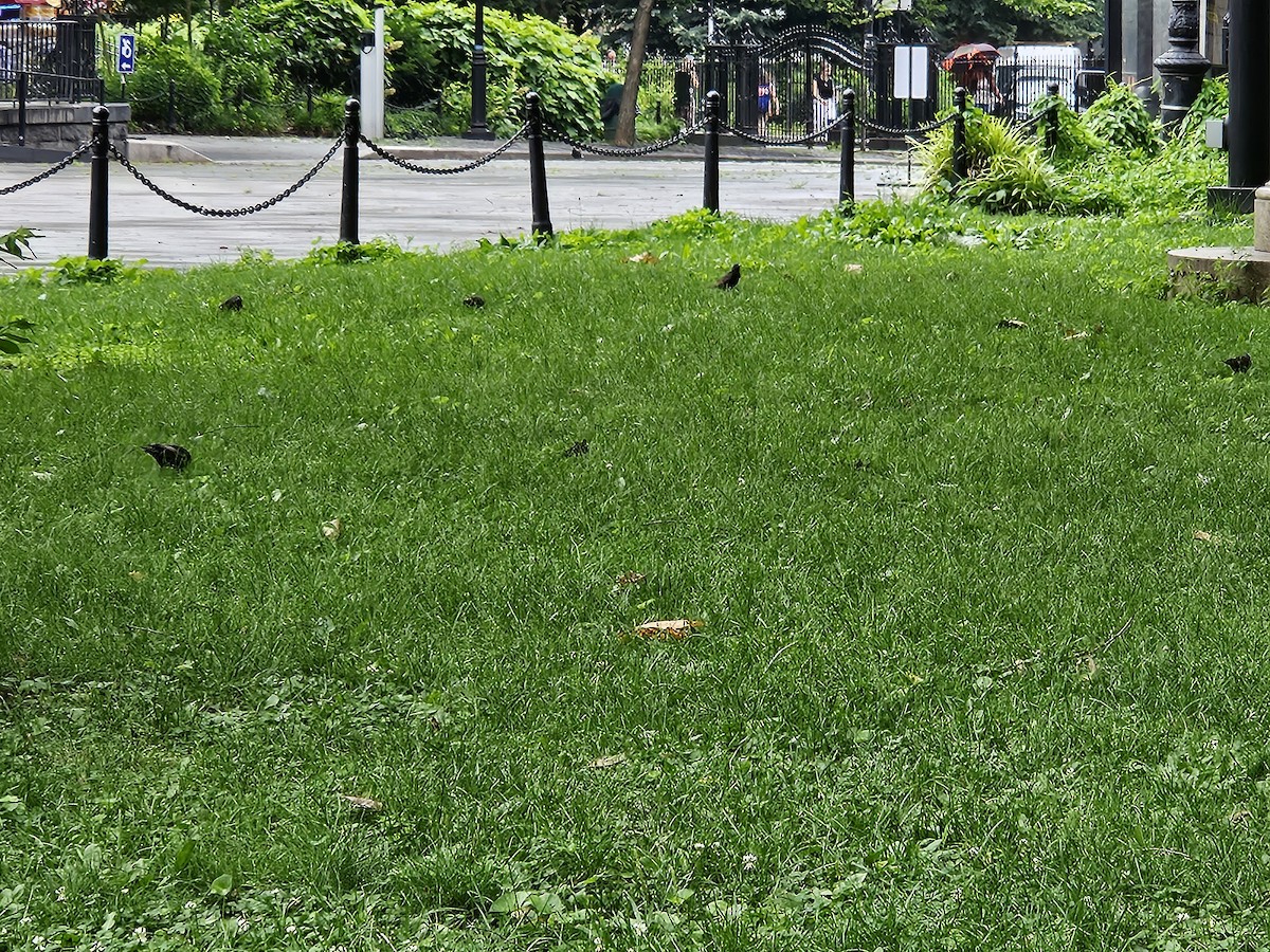 歐洲椋鳥 - ML638355907
