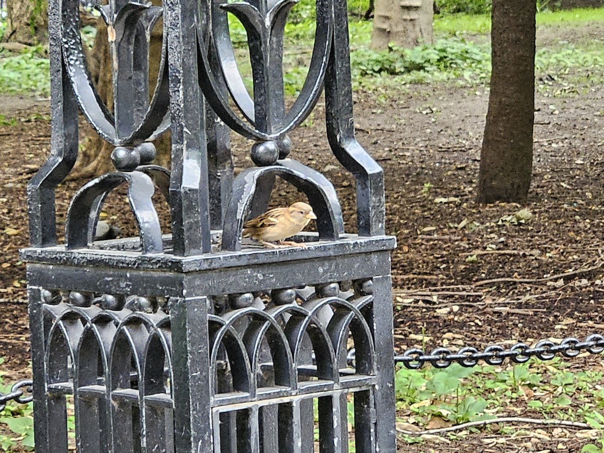 House Sparrow - ML638355911