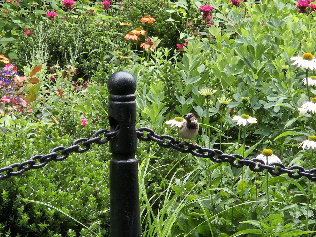 House Sparrow - ML638355913
