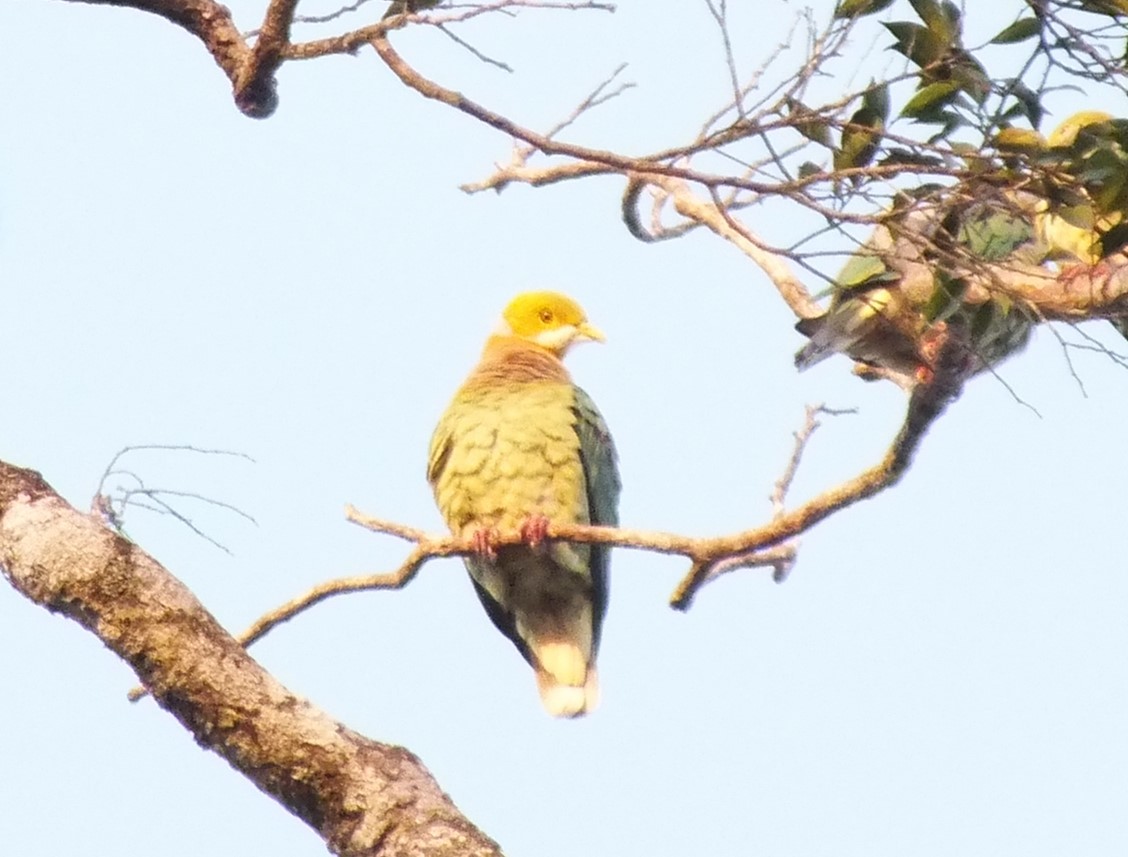 Pink-spotted Fruit-Dove - ML638355914