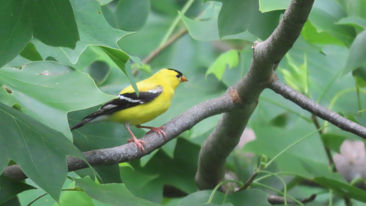 Chardonneret jaune - ML638355915