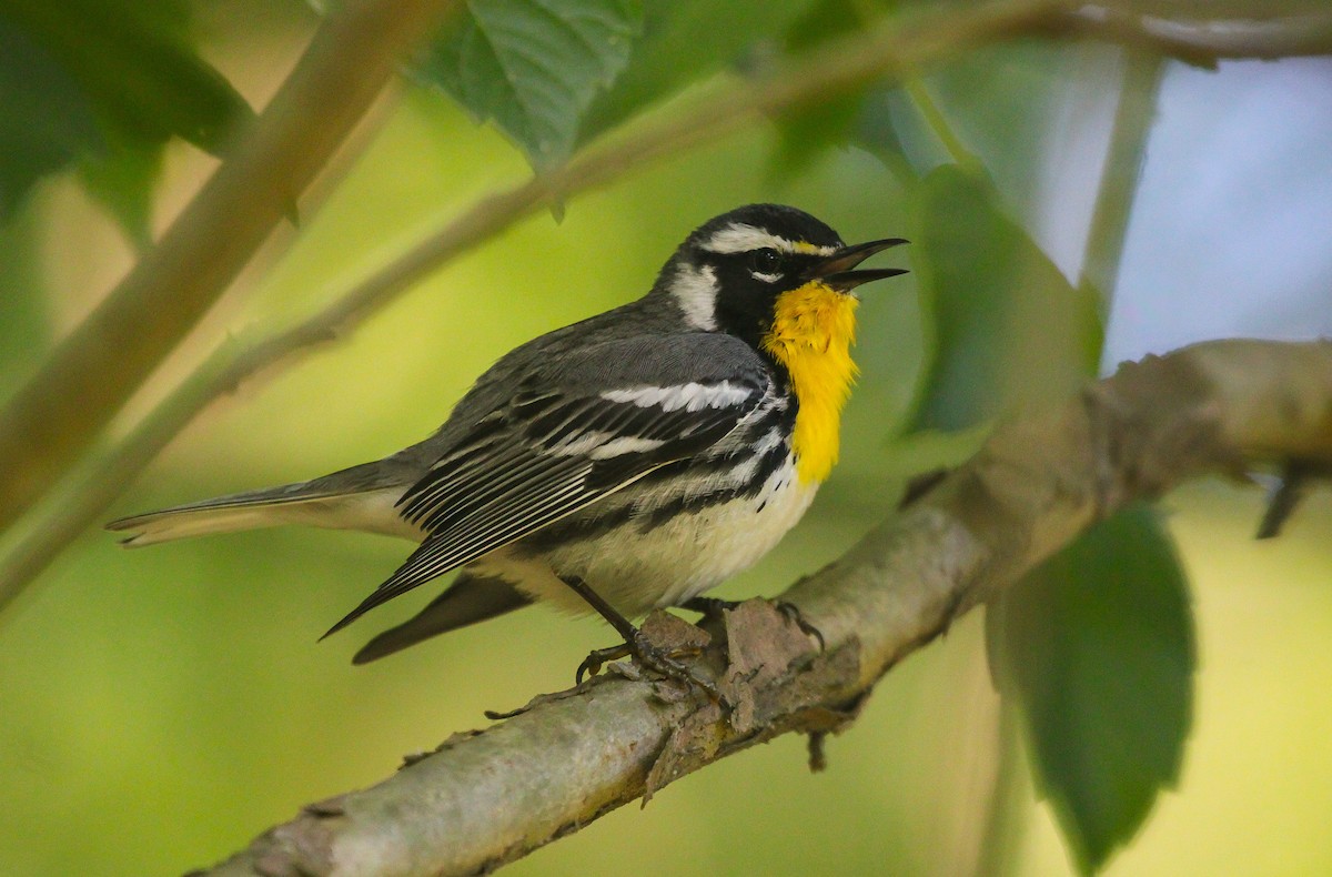 gulstrupeparula - ML638355916