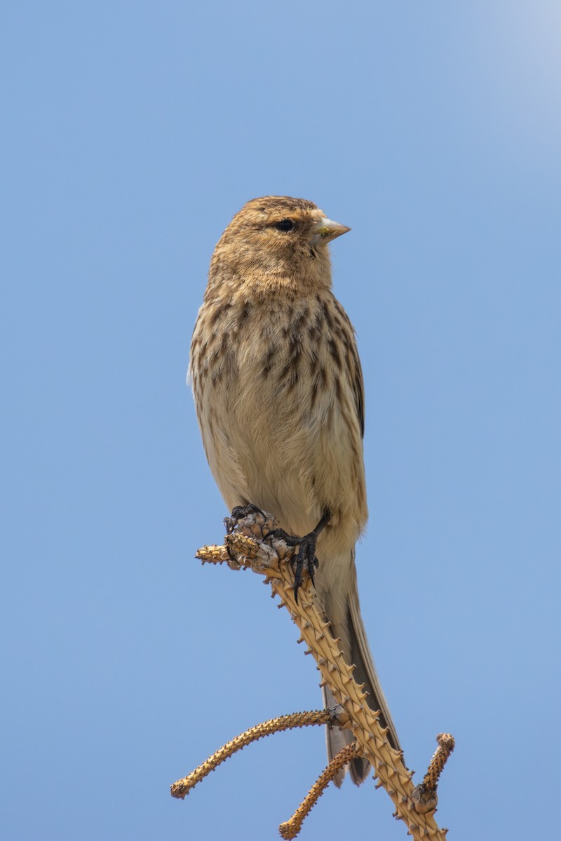 Twite - ML638355928