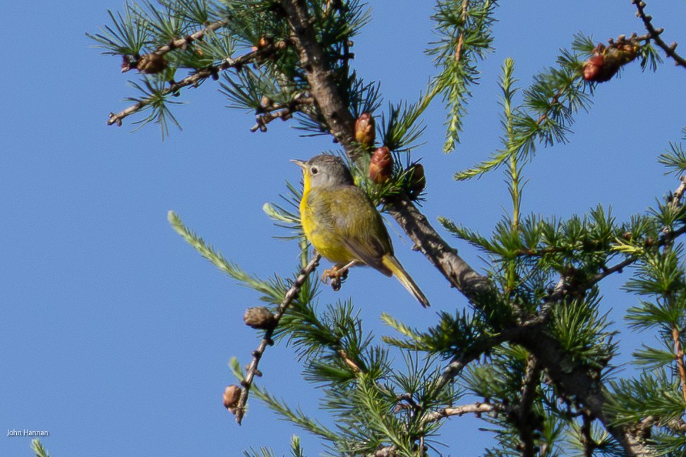 Червоїд сіроголовий - ML638355929