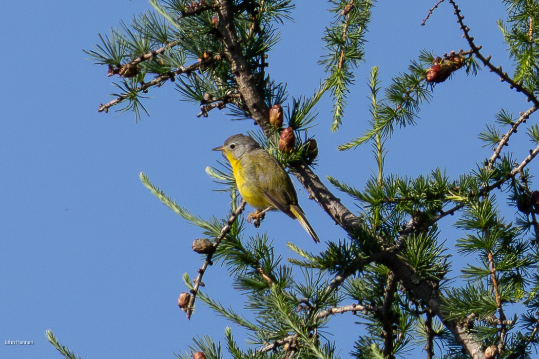Червоїд сіроголовий - ML638355931