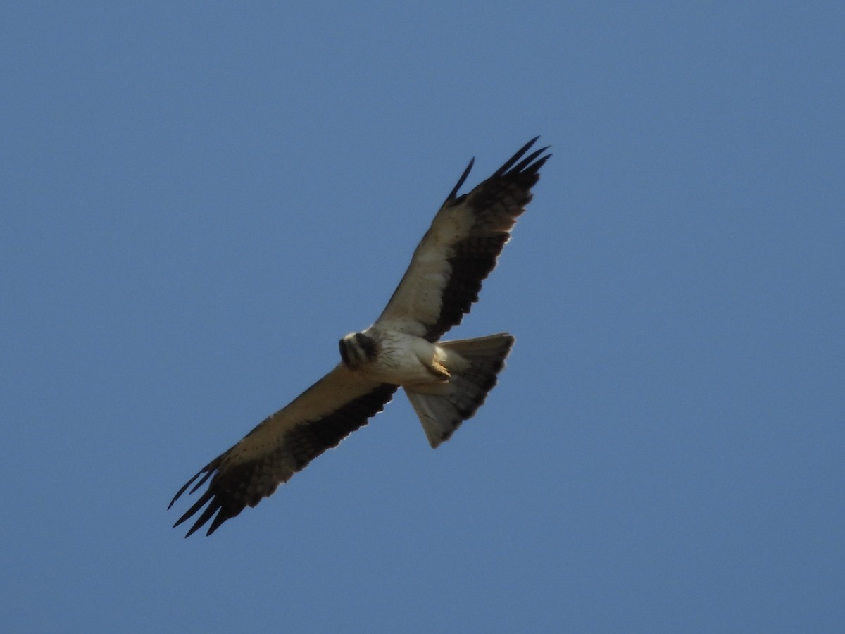 Águila Calzada - ML638355949